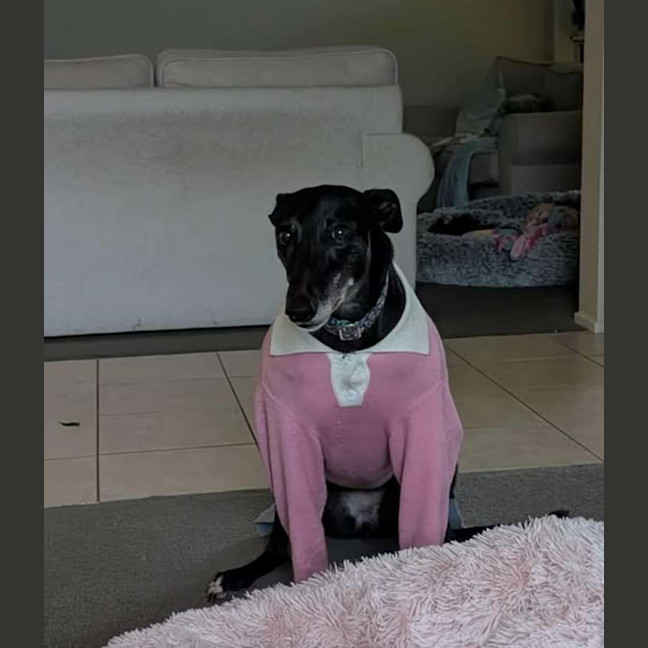 Photo of Crumpet, The Greyhound