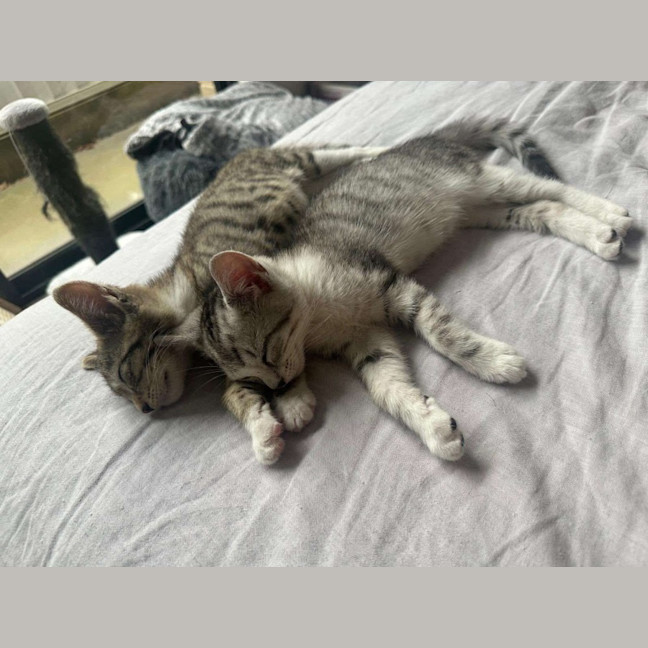 Photo of Blossom & Honeybun 