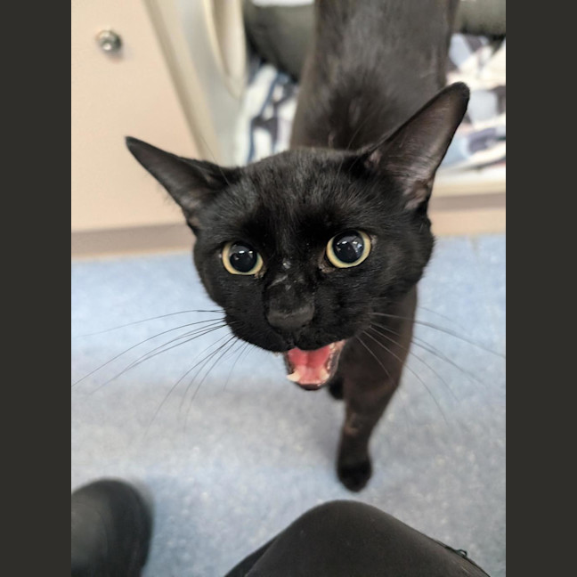 Photo of Gus Binx