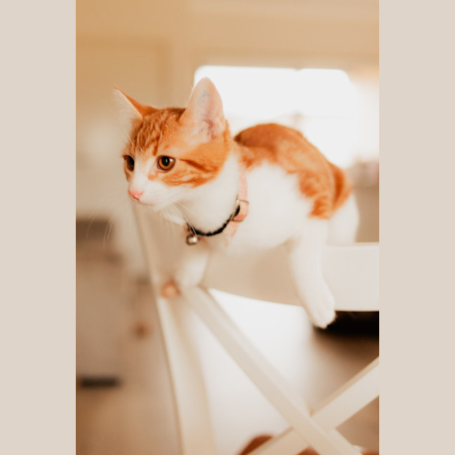 Photo of Phineas & Ferb