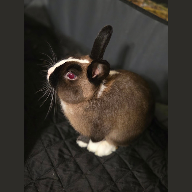 Photo of Oliver