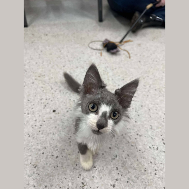 Photo of Fuzz