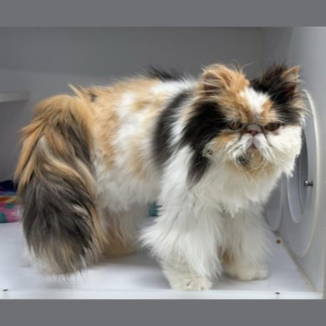 Photo of Boots
