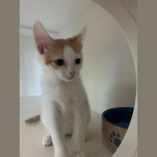 Photo of Rocket