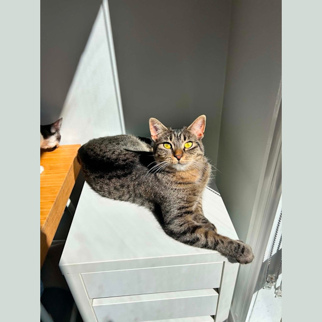 Photo of Peggy Sue *9 Lives Project Rescue*