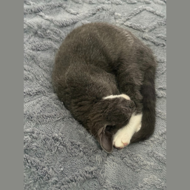 Photo of Boo