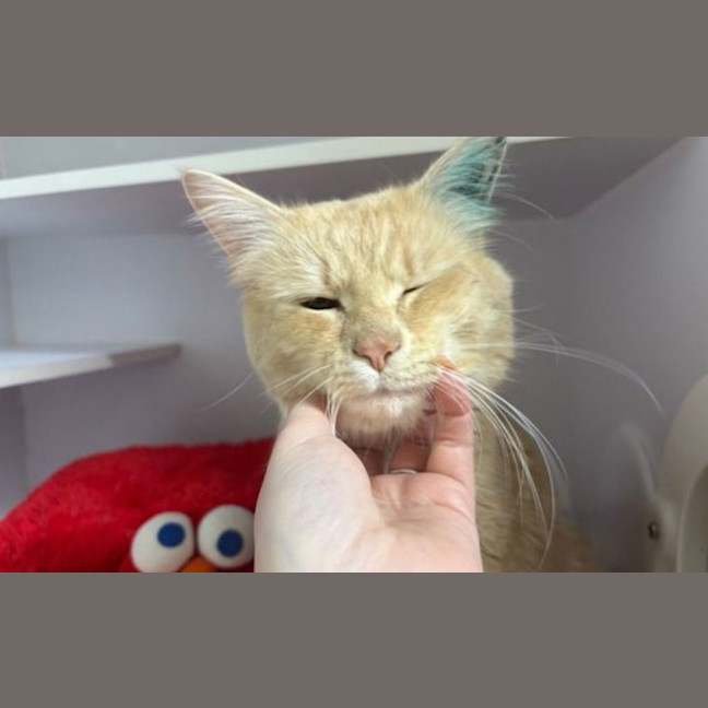 Photo of Cheddar