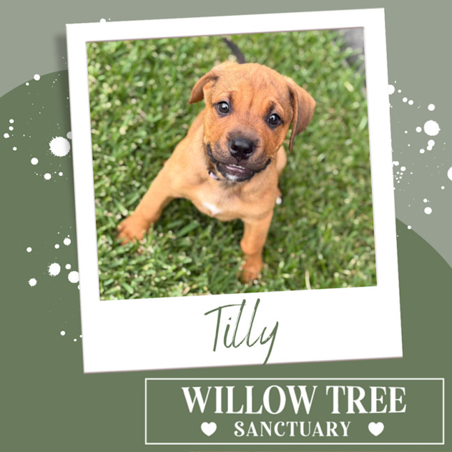 Photo of Tilly