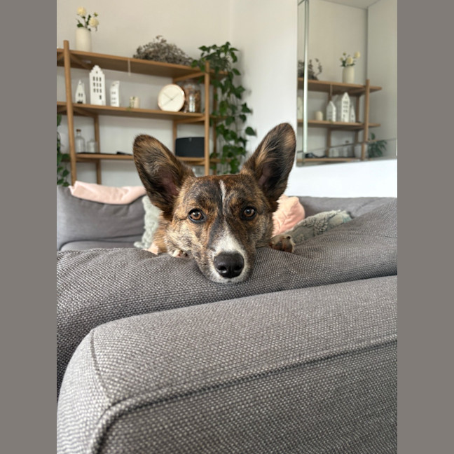 Photo of Rocky   1 Year Old Cardigan Corgi