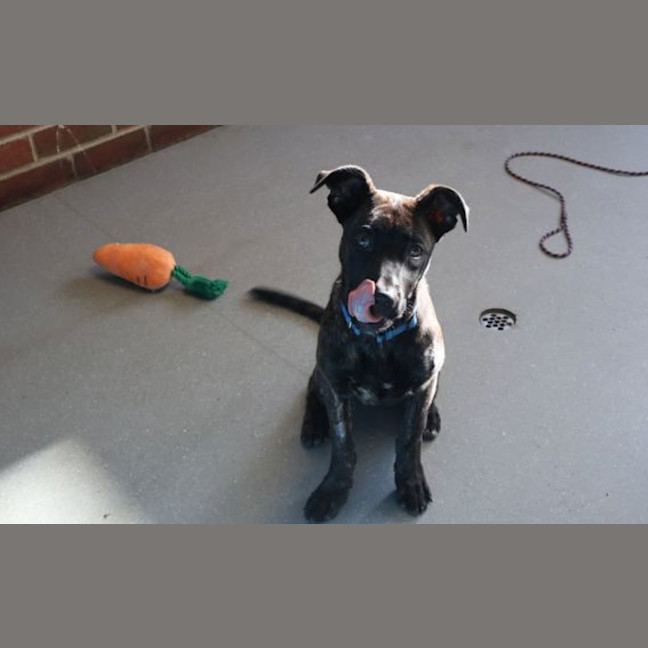 Photo of Koda