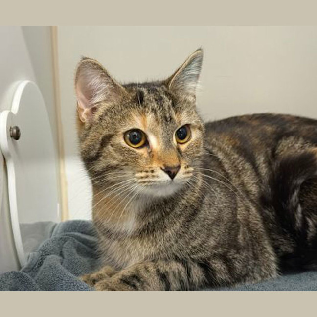 Photo of Fuwa