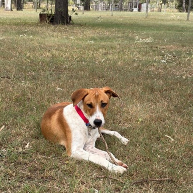 Photo of Stubby