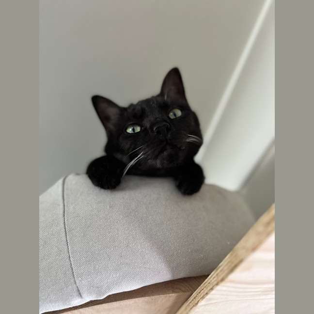 Photo of Monster