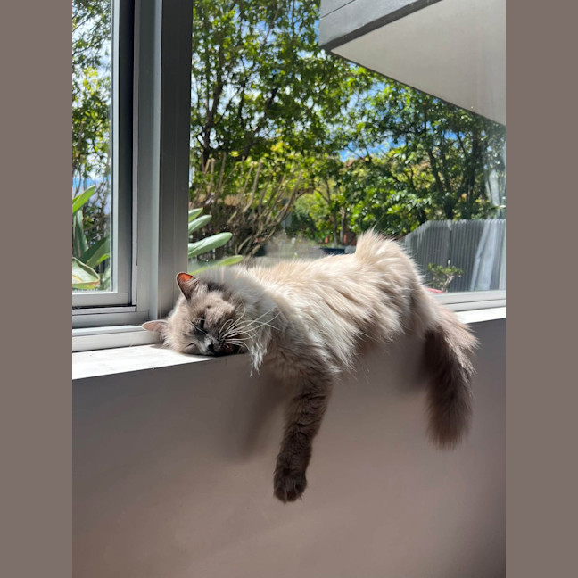 Photo of Milo