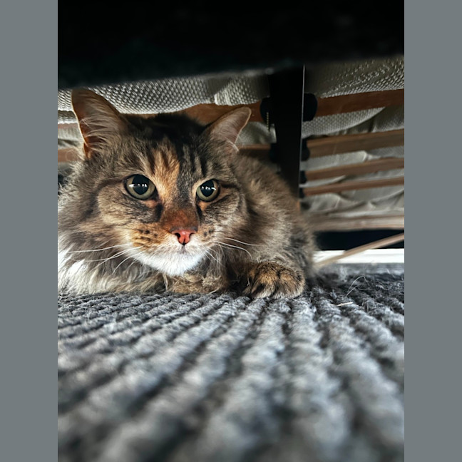 Photo of Esmeralda 😽 9yo Sweetheart