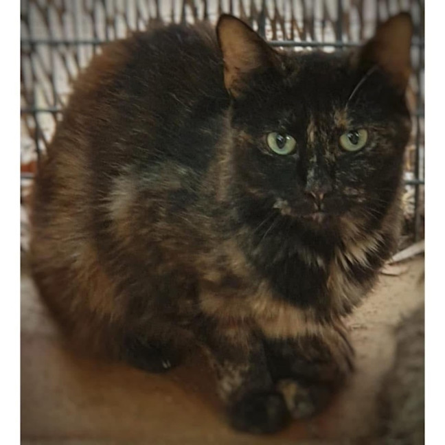 Photo of 6874   Coco