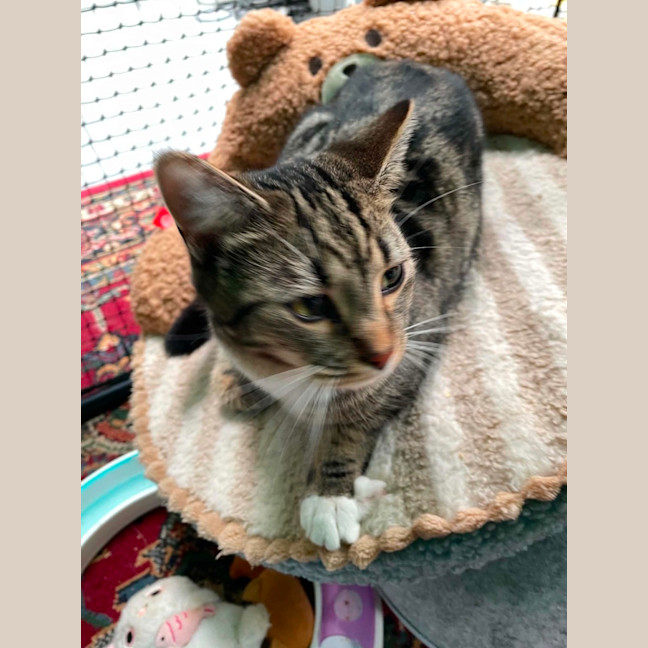 Photo of Nael ** 2nd Chance Cat Rescue **