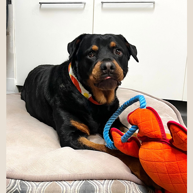 Photo of Nala 