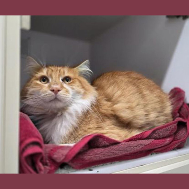 Photo of Sir Fluffems