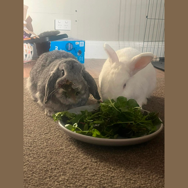 Photo of Marshmallow & Stormy