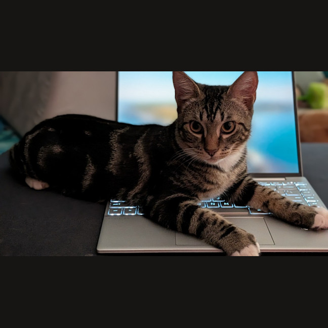 Photo of Trap