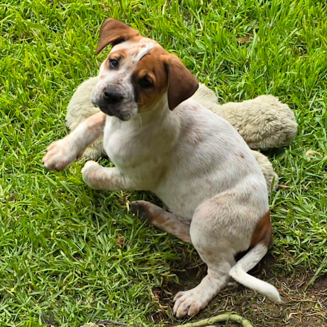 Photo of Finn The Human