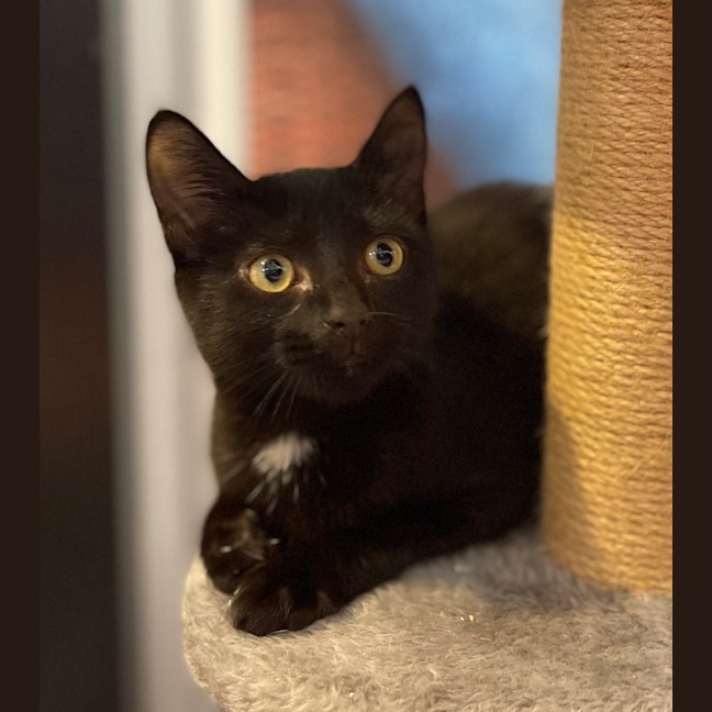 Photo of Coco