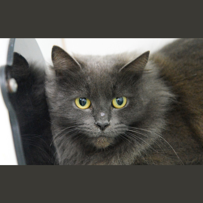 Photo of Dahlia