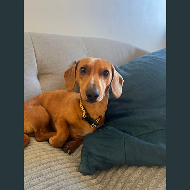 Photo of Hank The Charmer 
