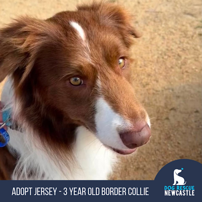 Photo of Jersey   4 Year Old Border Collie