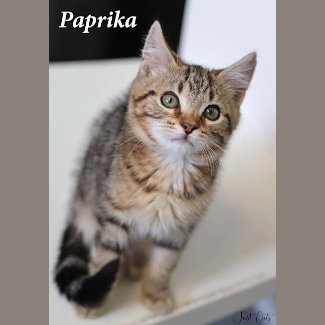 Photo of Paprika