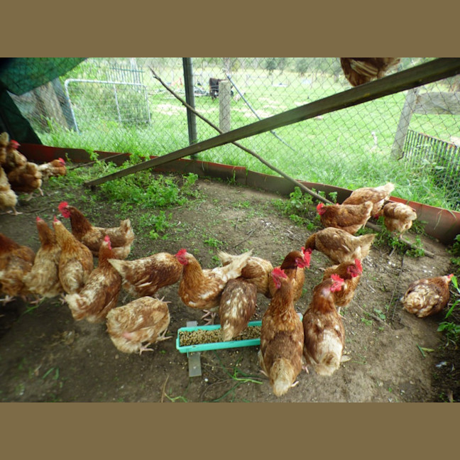 Photo of Chickens