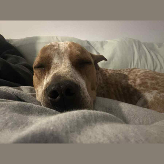 Photo of Bulla   10 Month Old Cattle Dog X Shar Pei