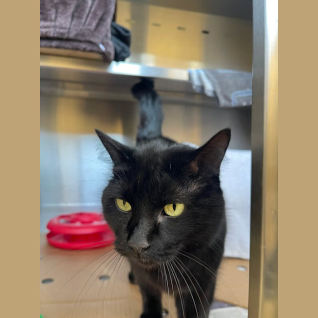 Photo of Salem