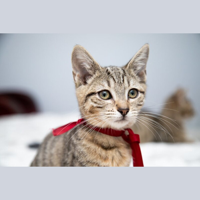 Photo of Almond
