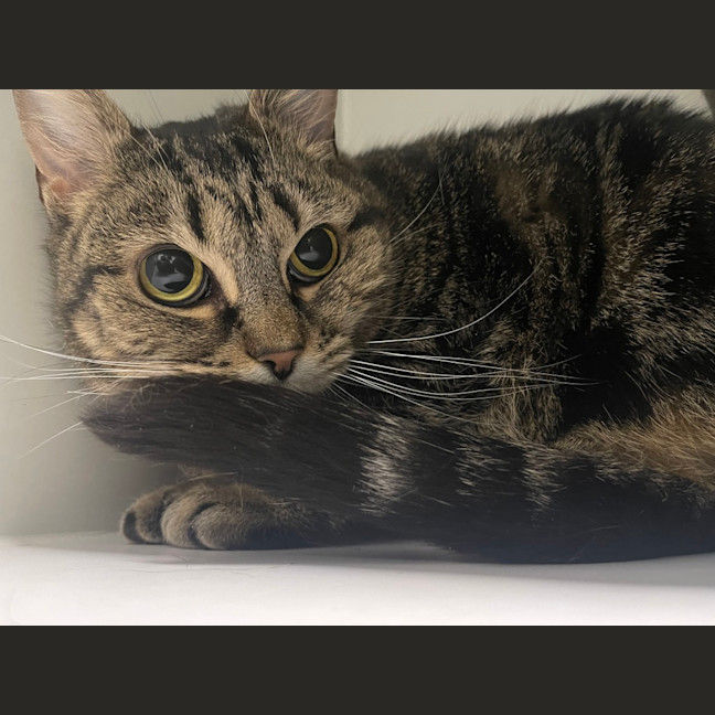 Photo of Willow