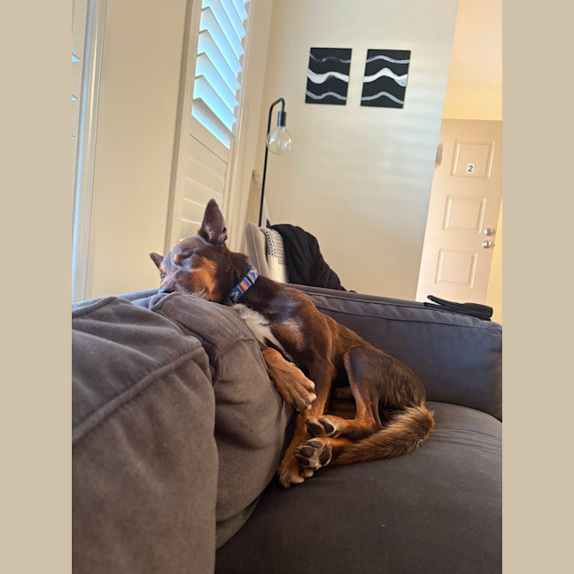 Photo of Rocky