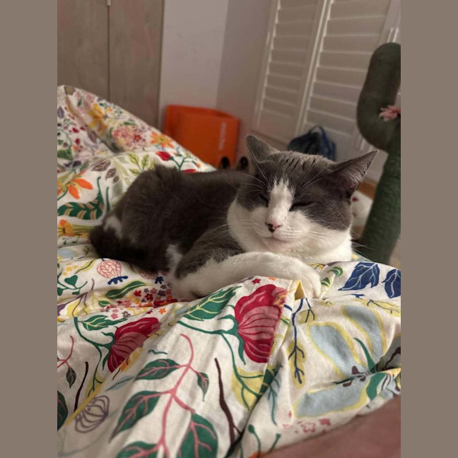 Photo of Whis   In Foster Care In Thornbury