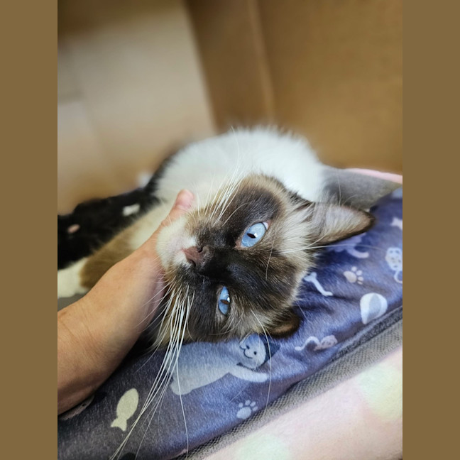 Photo of Camila & Venus