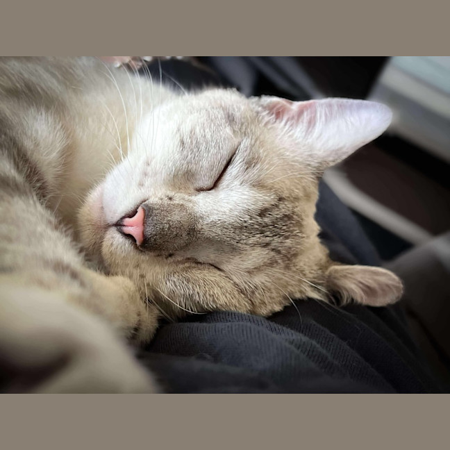Photo of Milkshake