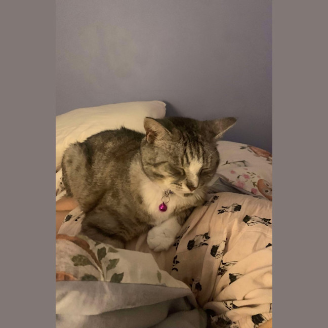 Photo of 💜 Totto 💜