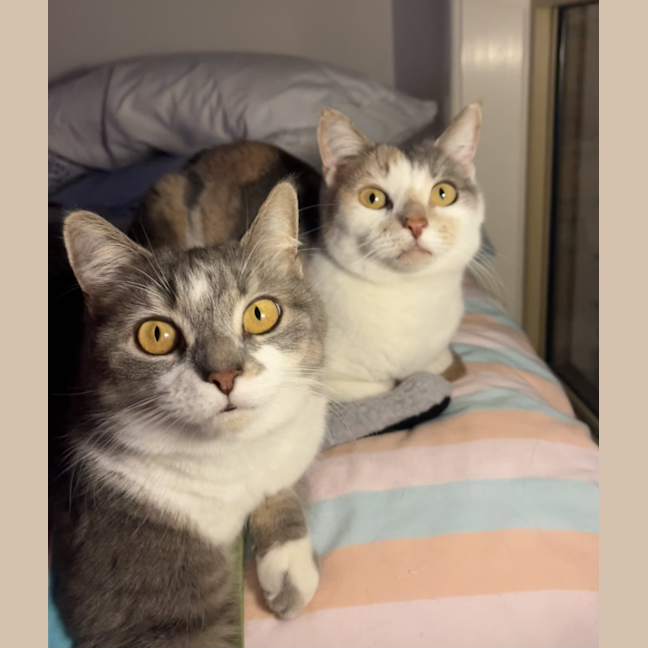Photo of Nutmeg