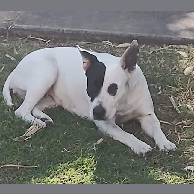 Photo of Buttercup