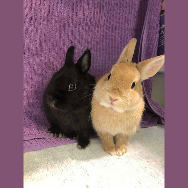 Photo of Kloe & Grim