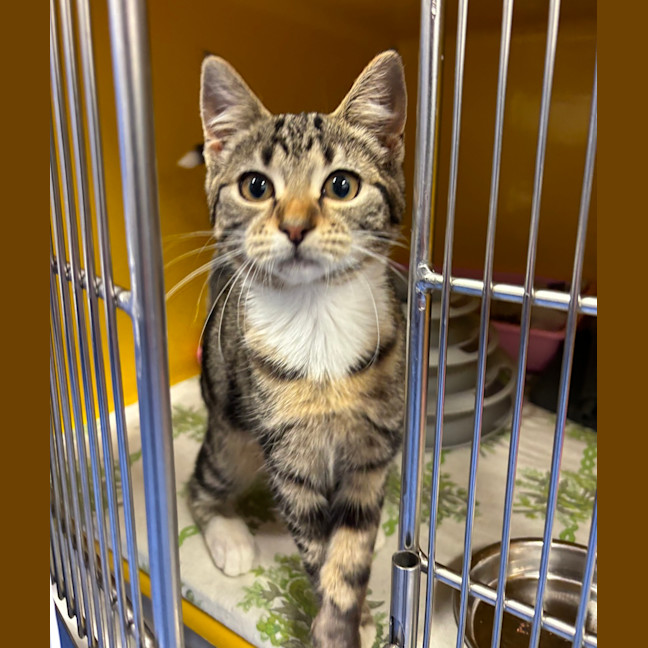 Photo of Olive
