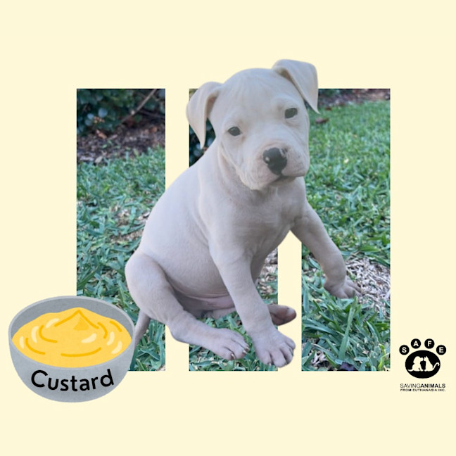 Photo of Custard