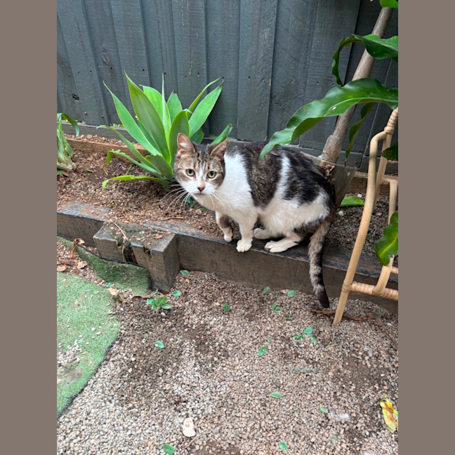 Photo of Emma Farm Cat