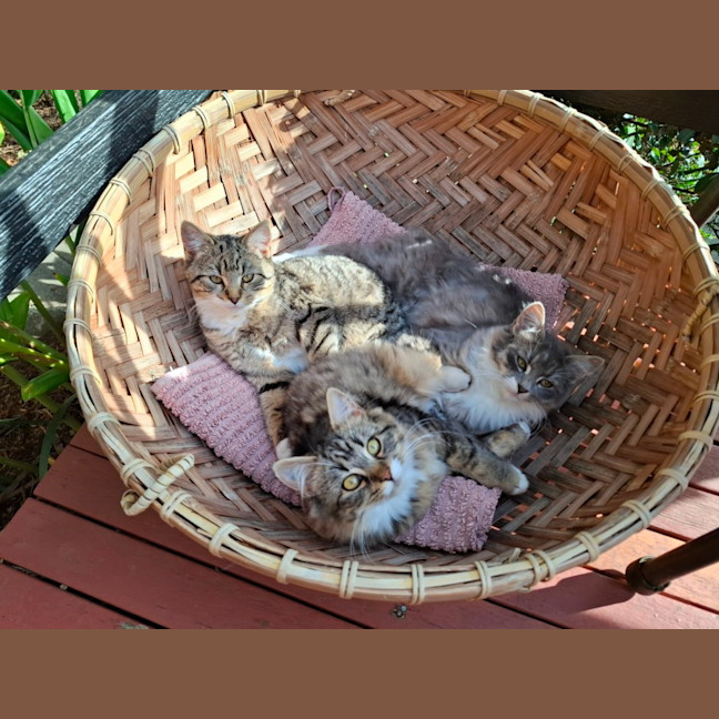 Photo of Koala