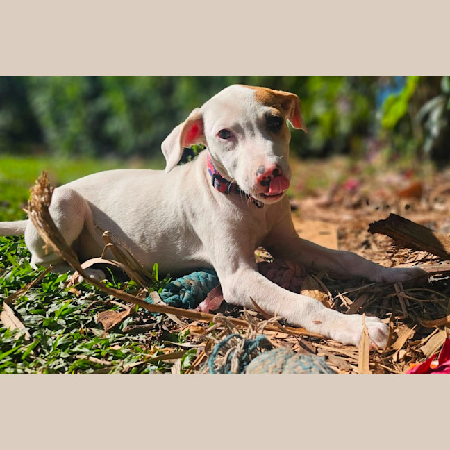 Photo of Chilli
