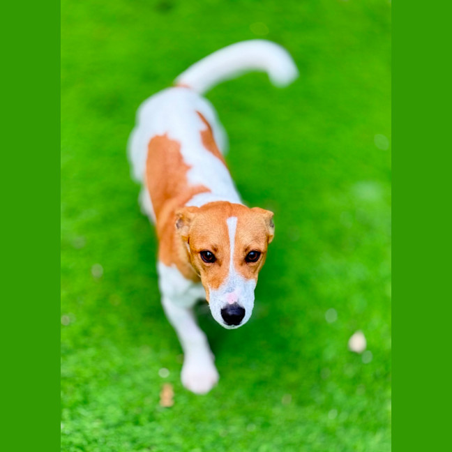Photo of Rocket